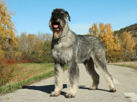 Ich. Normann Kelador