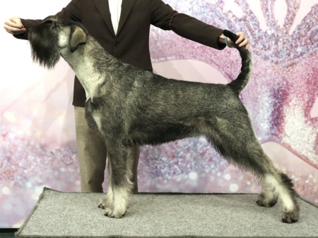 Starlight Rossie Kelador